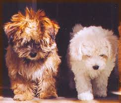 Our Sweet Havanese are the newest
