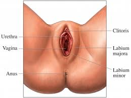 Clitoris
