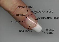 Eponychium is the visible part of 