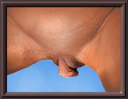 thick  pussy   lips