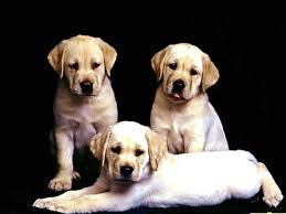 How To Adopt A Dog
