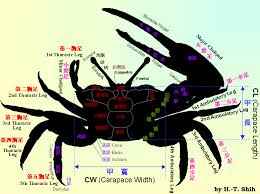 Morphology of  fiddler crab  