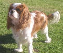Cavalier King  Charles   Spaniel    