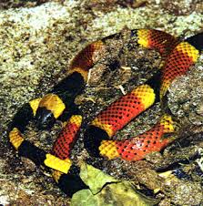 Venomous Snakes - via Daymix