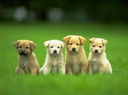 Thanks For Choosing  Dog Breeder   x26quot R x26quot    