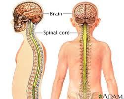   Central nervous system  