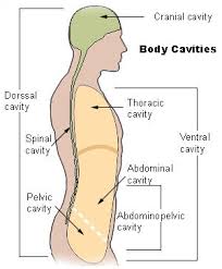 Primary and secondary body - via Daymix