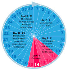 What Influences Menstruation