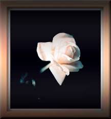 White rose