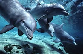 Bottlenose  dolphins   