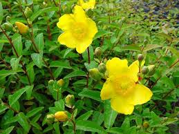 http://todoparasujardin.cl/osc/images/hypericum.jpg
