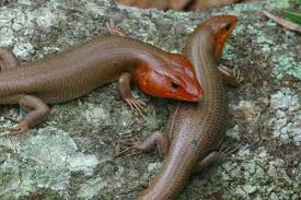   Broad   headed Skink Eumeces laticeps    