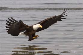 Image <b>Eagles</b> Photo Computer Mousepad Picture