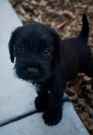 Lola's Boy