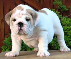 English Bulldog Information - via Daymix