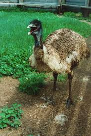 Aside from googling how an emu