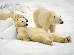 Reuters: Polar Bear Eaten by - via Daymix