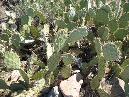  معلومات متنوعة  Prickly-pear-cactus