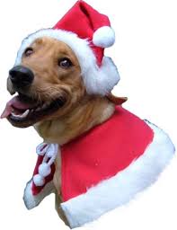 Pet photos