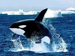   Killer whale Killer whales   occur in    