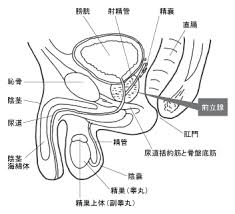 ［男性生殖器の構造と前立腺の