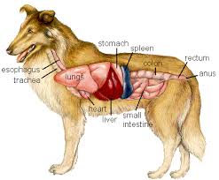 Liver Tumor Dog