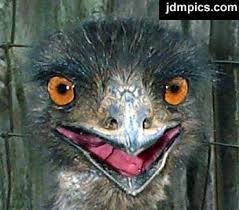 emu