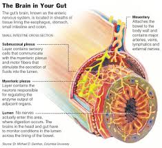 The Brain in Your Gut - via Daymix