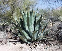  Agave  weberii