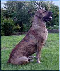   BoerBoel  