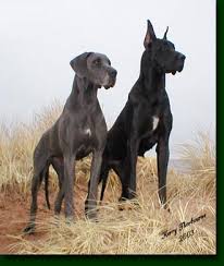   Great Dane  