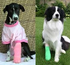   Dogs   In Leg Casts Look Cute Even    