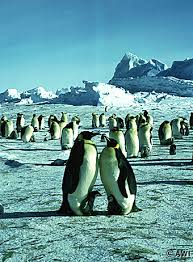 http://www.awi-bremerhaven.de/Eistour/pinguine-e.html