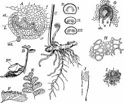 C, underground stem of the