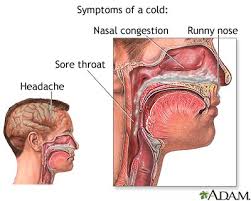 Image <b>Cold</b> symptoms Picture