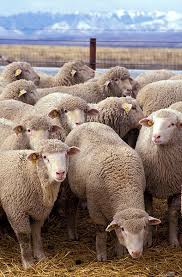 USDA Sheep Experiment Station - via Daymix
