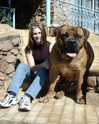   mastiff   lg mt2l jpg