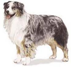 ground the  Australian Shepherd   is    