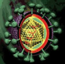 http://prospect.rsc.org/blogs/cw/wp-content/uploads/2010/05/hepatitis_c.gif