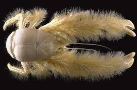 Furry lobster