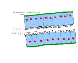 (mucous membrane ) and the - via Daymix