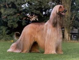   Afghan Hound    Hound  