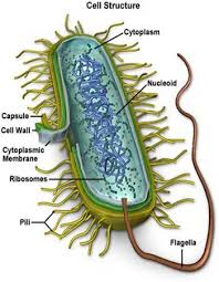 Bacteria
