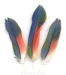 Feathers shown are of Pionus - via Daymix