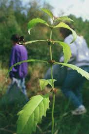 http://www.colby.edu/info.tech/BI211/PlantPhotos/39b_Lamiaceae.jpg