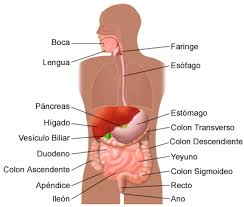 http://www.childrenscentralcal.org/Espanol/HealthS/PublishingImages/sm_0132.gif