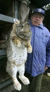 Giant Rabbit Photographs