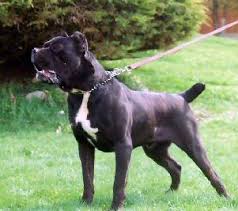   Cane Corso  