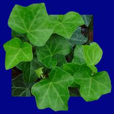 Hedera Helix Ivy - North