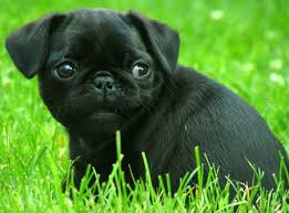 Oh, Pictures of Pug Puppies - via Daymix